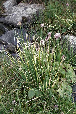 Allium schoenoprasum \ Schnitt-Lauch / Chives, Andorra Grau Roig 10.8.2006