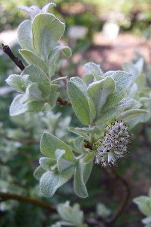 Salix lapponum \ Lappland-Weide / Lapland Willow, F Col de Lautaret Botan. Gar. 28.6.2008