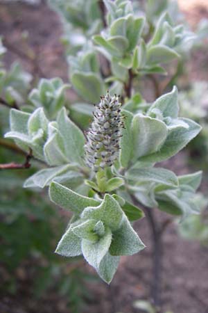 Salix lapponum \ Lappland-Weide / Lapland Willow, F Col de Lautaret Botan. Gar. 28.6.2008