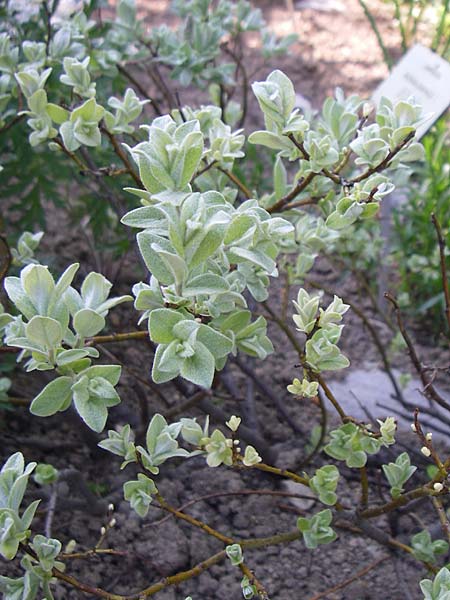 Salix lapponum \ Lappland-Weide / Lapland Willow, F Col de Lautaret Botan. Gar. 28.6.2008