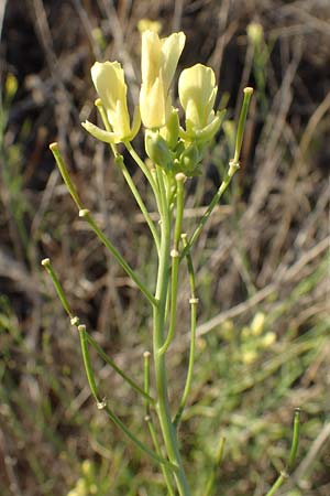 Sisymbrium orientale \ Orientalische Rauke / Eastern Rocket, F Martigues 8.10.2021