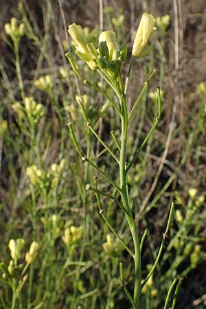 Sisymbrium orientale \ Orientalische Rauke, F Martigues 8.10.2021