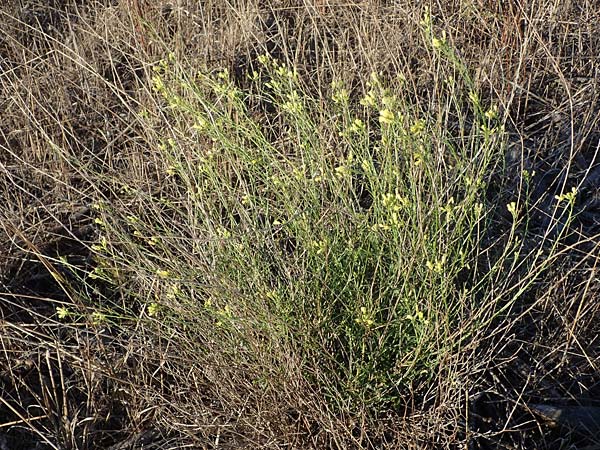 Sisymbrium orientale / Eastern Rocket, F Martigues 8.10.2021