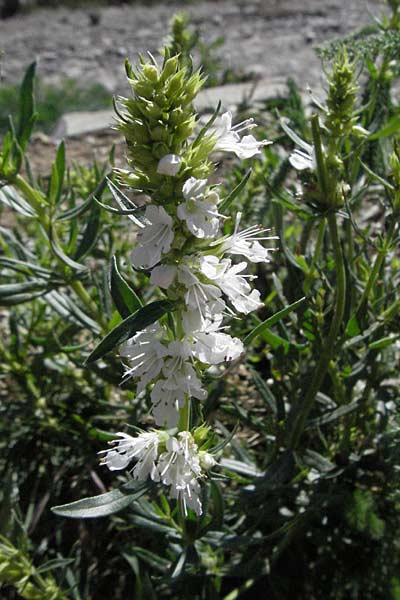 Hyssopus officinalis \ Ysop, Isop, F Pyrenäen, Eyne 9.8.2006