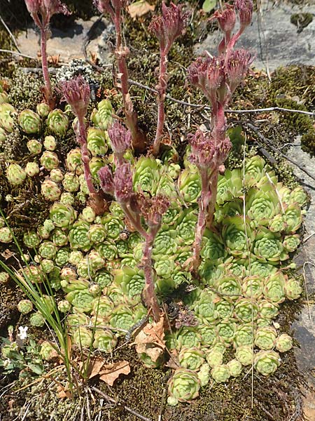 Sempervivum montanum \ Berg-Hauswurz / Mountain House-Leek, F Collet de Allevard 9.7.2016