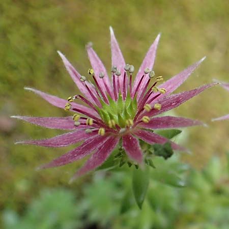 Sempervivum montanum \ Berg-Hauswurz / Mountain House-Leek, F Pyrenäen/Pyrenees, Canigou 24.7.2018