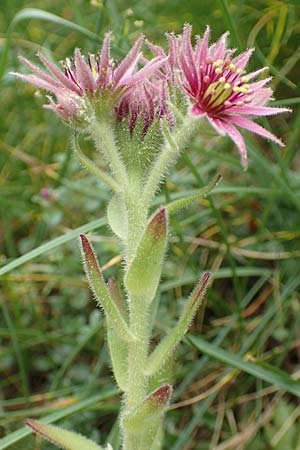 Sempervivum montanum \ Berg-Hauswurz / Mountain House-Leek, F Pyrenäen/Pyrenees, Col de Mantet 28.7.2018