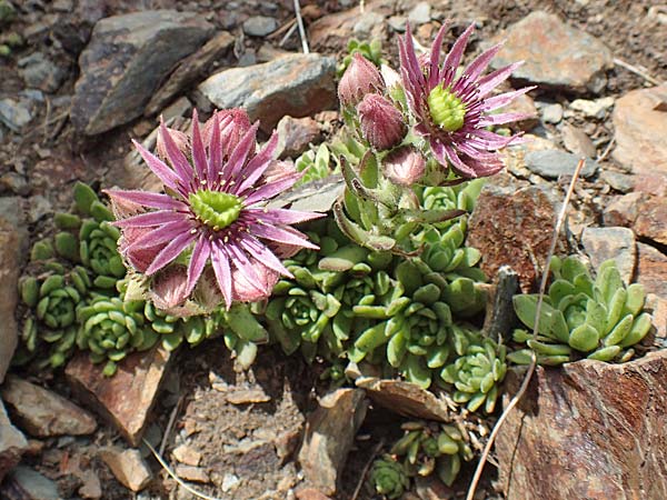 Sempervivum montanum \ Berg-Hauswurz / Mountain House-Leek, F Pyrenäen/Pyrenees, Puigmal 1.8.2018