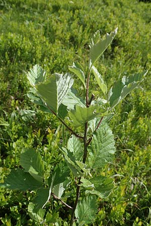 Sorbus mougeotii / Edible Mountain-Ash, F Vosges, Grand Ballon 18.6.2019