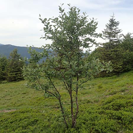 Sorbus mougeotii / Edible Mountain-Ash, F Vosges, Grand Ballon 18.6.2019