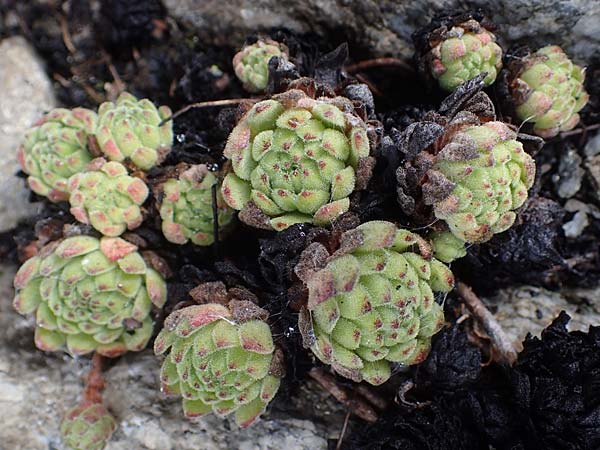 Sempervivum montanum \ Berg-Hauswurz / Mountain House-Leek, F Bonneval-sur-Arc 6.10.2021