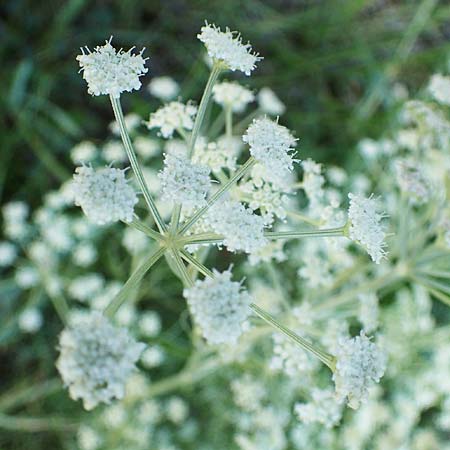 Seseli montanum \ Bergfenchel / Seseli, F Sisteron 8.10.2021