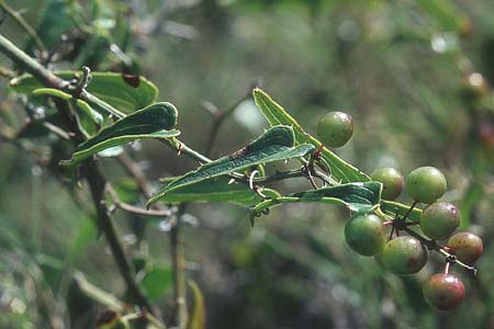 Smilax aspera \ Stechwinde / Rough Bindweed, F Corbières, Treilles 27.5.2005