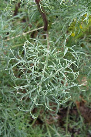 Senecio adonidifolius \ Polster-Greiskraut, F Vogesen, Botan. Gar.  Haut Chitelet 5.8.2008