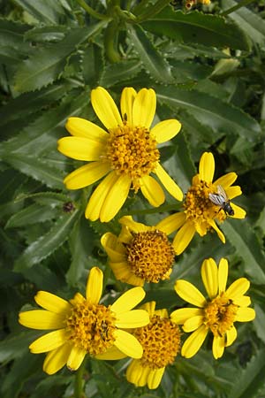 Senecio pyrenaicus \ Pyrenen-Greiskraut / Pyrenean Ragwort, F Pyrenäen/Pyrenees, Gourette 25.8.2011