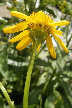 Senecio pyrenaicus \ Pyrenen-Greiskraut / Pyrenean Ragwort, F Pyrenäen/Pyrenees, Gourette 25.8.2011