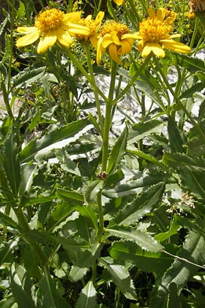 Senecio pyrenaicus \ Pyrenen-Greiskraut / Pyrenean Ragwort, F Pyrenäen/Pyrenees, Gourette 25.8.2011