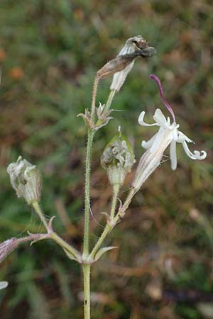 Silene nutans \ Nickendes Leimkraut, F Bonneval-sur-Arc 6.10.2021