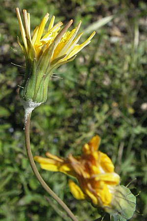 Sonchus tenerrimus / Slender Sow-Thistle, F Pyrenees, Prades 14.5.2007