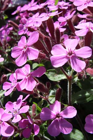 Saponaria ocymoides \ Rotes Seifenkraut / Rock Soapwort, F Pyrenäen/Pyrenees, Val de Galbe 27.6.2008