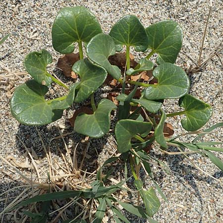 Calystegia soldanella \ Strand-Winde / Sea Bindweed, F Canet-en-Roussillon 27.7.2018