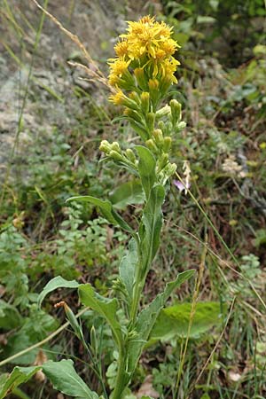 Solidago virgaurea subsp. minuta \ Alpen-Goldrute / Alpine Goldenrod, F Pyrenäen/Pyrenees, Mantet 28.7.2018