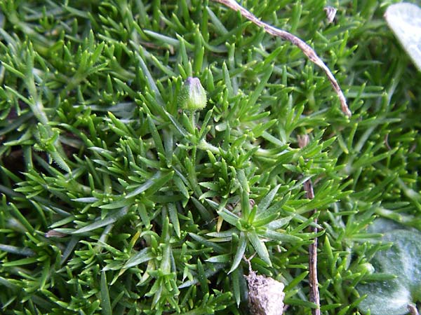 Sagina pilifera \ Korsisches Mastkraut, F Col de Lautaret Botan. Gar. 28.6.2008