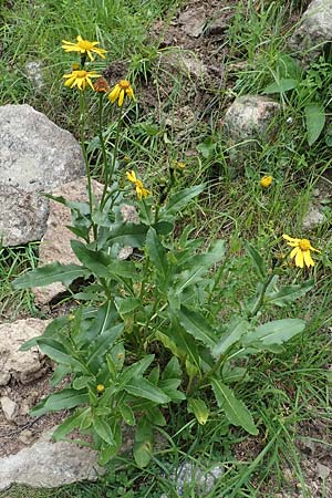 Senecio pyrenaicus \ Pyrenen-Greiskraut / Pyrenean Ragwort, F Pyrenäen/Pyrenees, Canigou 24.7.2018