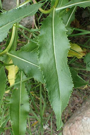 Senecio pyrenaicus \ Pyrenen-Greiskraut / Pyrenean Ragwort, F Pyrenäen/Pyrenees, Canigou 24.7.2018