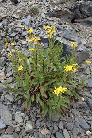 Senecio pyrenaicus \ Pyrenen-Greiskraut / Pyrenean Ragwort, F Pyrenäen/Pyrenees, Puigmal 29.7.2018