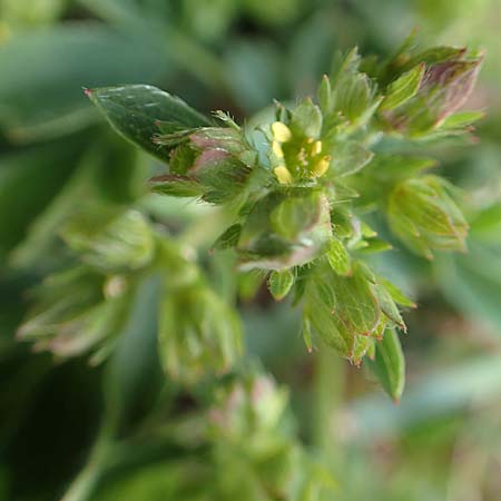 Sibbaldia procumbens \ Alpen-Gelbling / Creeping Sibbaldia, F Pyrenäen/Pyrenees, Puigmal 1.8.2018