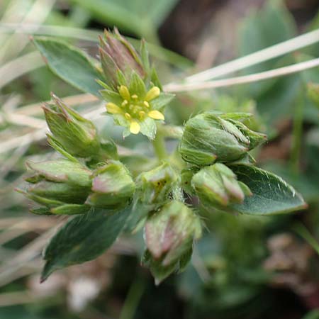 Sibbaldia procumbens \ Alpen-Gelbling, F Pyrenäen, Puigmal 1.8.2018