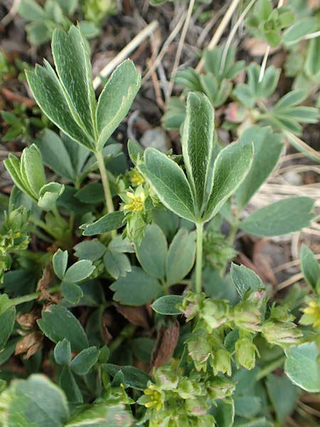 Sibbaldia procumbens \ Alpen-Gelbling / Creeping Sibbaldia, F Pyrenäen/Pyrenees, Puigmal 1.8.2018