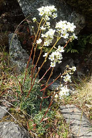 Saxifraga paniculata \ Rispen-Steinbrech, Trauben-Steinbrech / Livelong Saxifrage, F Pyrenäen/Pyrenees, Eyne 4.8.2018