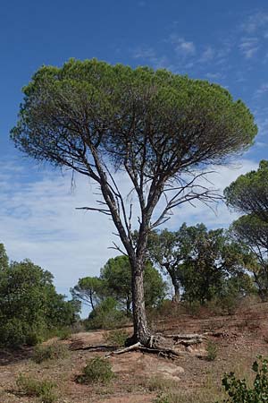 Pinus pinea \ Schirm-Kiefer / Stone Pine, F Maures, La Garde Freinet 8.10.2021