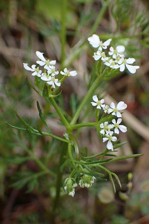 Scandix pecten-veneris / Shepherd's Needle, F Guillestre 29.4.2023