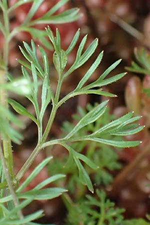 Scandix pecten-veneris \ Echter Venuskamm / Shepherd's Needle, F Guillestre 29.4.2023