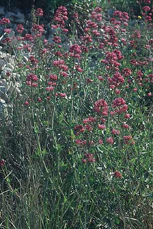 Centranthus ruber subsp. ruber \ Rote Spornblume / Red Valerian, F Massif de l'Estaque 30.4.2005