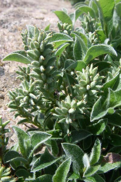 Salix pyrenaica \ Pyrenen-Weide, F Col de Lautaret Botan. Gar. 28.6.2008