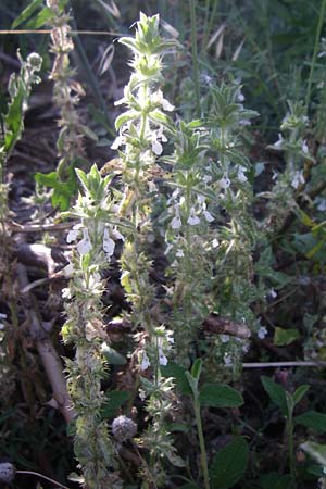 Sideritis romana \ Rmisches Gliedkraut, F Frontignan 28.6.2008