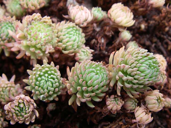 Sedum forsterianum \ Zierliche Felsen-Fetthenne, F Vogesen, Botan. Gar.  Haut Chitelet 5.8.2008