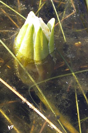 Nymphaea candida \ Glnzende Seerose, Kleine Seerose / Water-Lily, F Bitche 28.7.2009