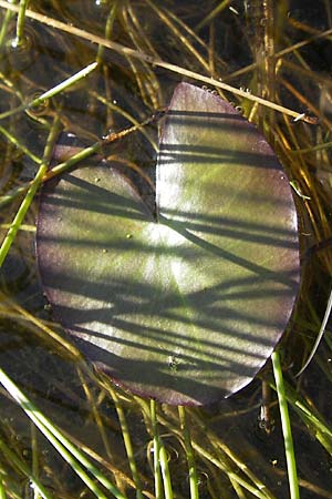 Nymphaea candida / Water-Lily, F Bitche 28.7.2009