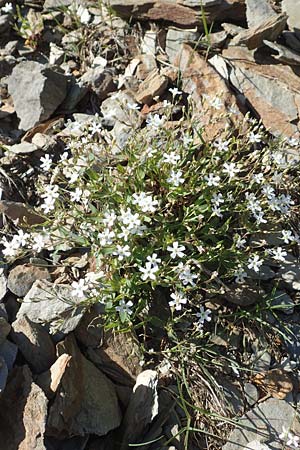 Silene rupestris \ Felsen-Leimkraut, F Collet de Allevard 9.7.2016