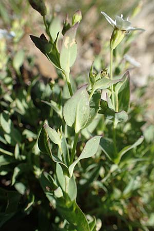 Silene rupestris \ Felsen-Leimkraut, F Collet de Allevard 9.7.2016