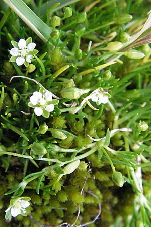 Sagina saginoides \ Alpen-Mastkraut / Alpine Pearlwort, F Pyrenäen/Pyrenees, Eyne 9.8.2006