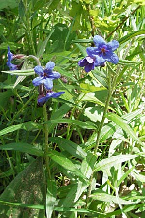 Lithospermum purpurocaeruleum \ Blauroter Steinsame, F Causse du Larzac 15.5.2007