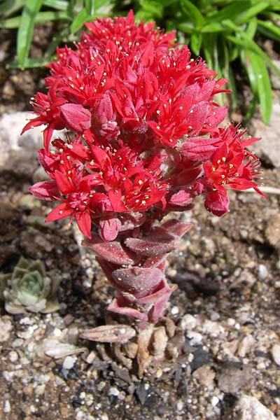 Sedum sempervivum \ Hauswurzhnliche Fetthenne / Red Turkish Stonecrop, F Vogesen/Vosges, Botan. Gar.  Haut Chitelet 5.8.2008