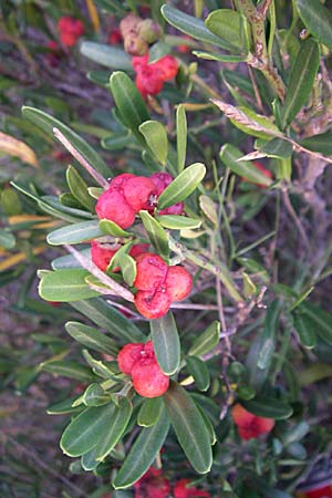 Cneorum tricoccon / Spurge Olive, F Rivesaltes 24.6.2008