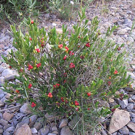 Cneorum tricoccon / Spurge Olive, F Rivesaltes 24.6.2008